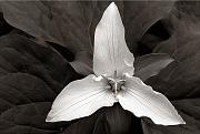 b-w Trillium sepia